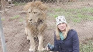 Woman tries to Interview a Lion and This is How it Went!