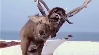 (Turn Volume Off)The Most Feared Elk has another Elk Face Impaled onto his Antlers....