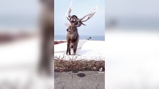 (Turn Volume Off)The Most Feared Elk has another Elk Face Impaled onto his Antlers....