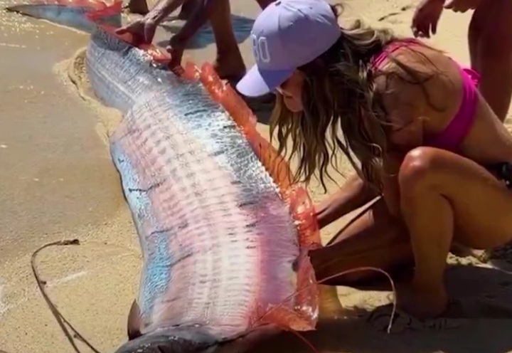 Two giant oarfish, rarely seen deep sea fish, washed ashore on a beach in Mexico.