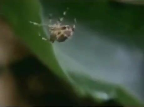 The Famous Spider on Drugs Experiment