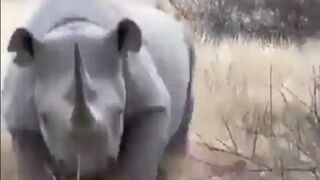 Mama Rhino leaves Tourists Terrified (and Relieved)