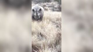 Mama Rhino leaves Tourists Terrified (and Relieved)