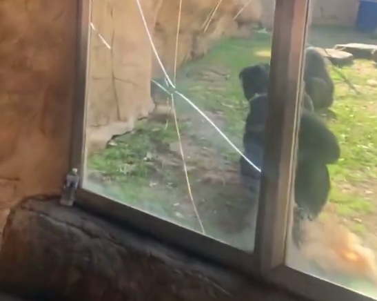 New: From March 3rd, Bonobo lunges at guests, cracking glass enclosure at Memphis Zoo, shocking video shows