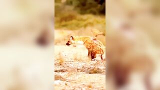 Remarkable Video shows Poor Hyena being Eaten live by Eagle