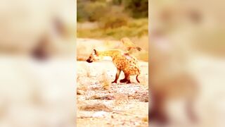 Remarkable Video shows Poor Hyena being Eaten live by Eagle