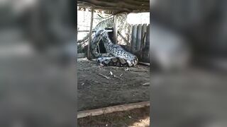 World's Largest Snake caught in India