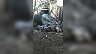 World's Largest Snake caught in India