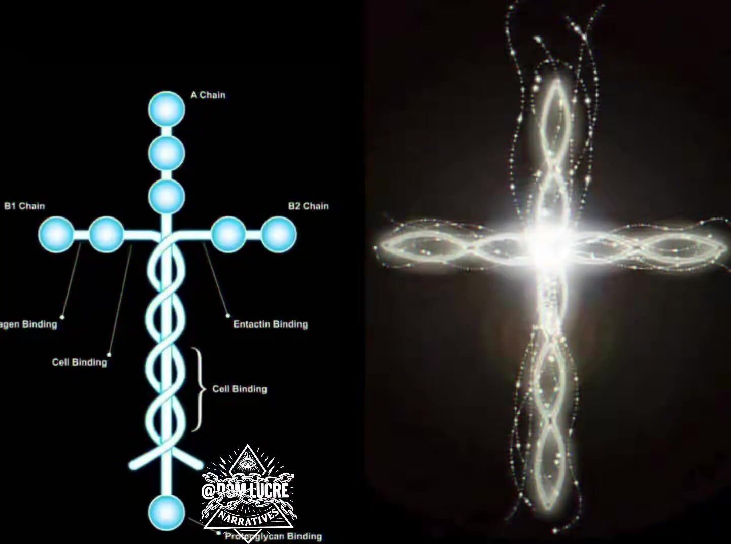 Many viewers on the internet are left stunned after learning the Laminin, which is the protein that holds human cells together looks very familiar.