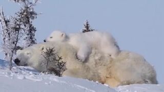 Polar Bear Cub laying on Mommy....Safest Place For Her