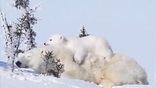 Polar Bear Cub laying on Mommy....Safest Place For Her