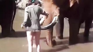 Elephant Immediately Falls in Love...