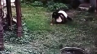 Einstein Jumps into Panda Exhibit at the Zoo...Not Smart