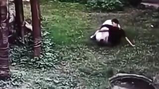 Einstein Jumps into Panda Exhibit at the Zoo...Not Smart