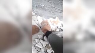 Feel Good: Palestinians Save Kitten Buried in Rubble