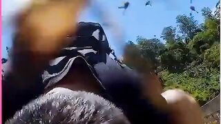 Fear Trigger....Tourists Attacked by Bees, the Unfriendly Ones