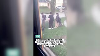 Another Texas Pitbull Attacks Kids Waiting for School Bus.