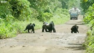 Intimidating Alpha Male Gorilla waits for his Entire Troop to Cross First....