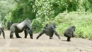 Intimidating Alpha Male Gorilla waits for his Entire Troop to Cross First....