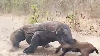 NEW: Komodo Dragon Eats a Live Baby Goat...Nature is Wild