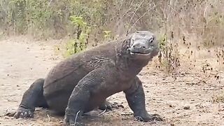 NEW: Komodo Dragon Eats a Live Baby Goat...Nature is Wild