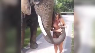 Elephants' get Horny too, this One wants that Bikini Top Off