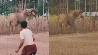 Man Attacked And Killed By Wild Elephant In India