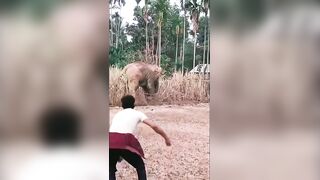 Man Attacked And Killed By Wild Elephant In India