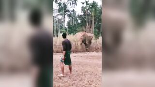 Man Attacked And Killed By Wild Elephant In India