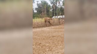 Man Attacked And Killed By Wild Elephant In India