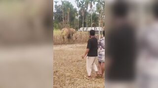 Man Attacked And Killed By Wild Elephant In India