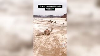 Flood in Saudi Arabia...Everything is Happening Right Before our Eyes as Written