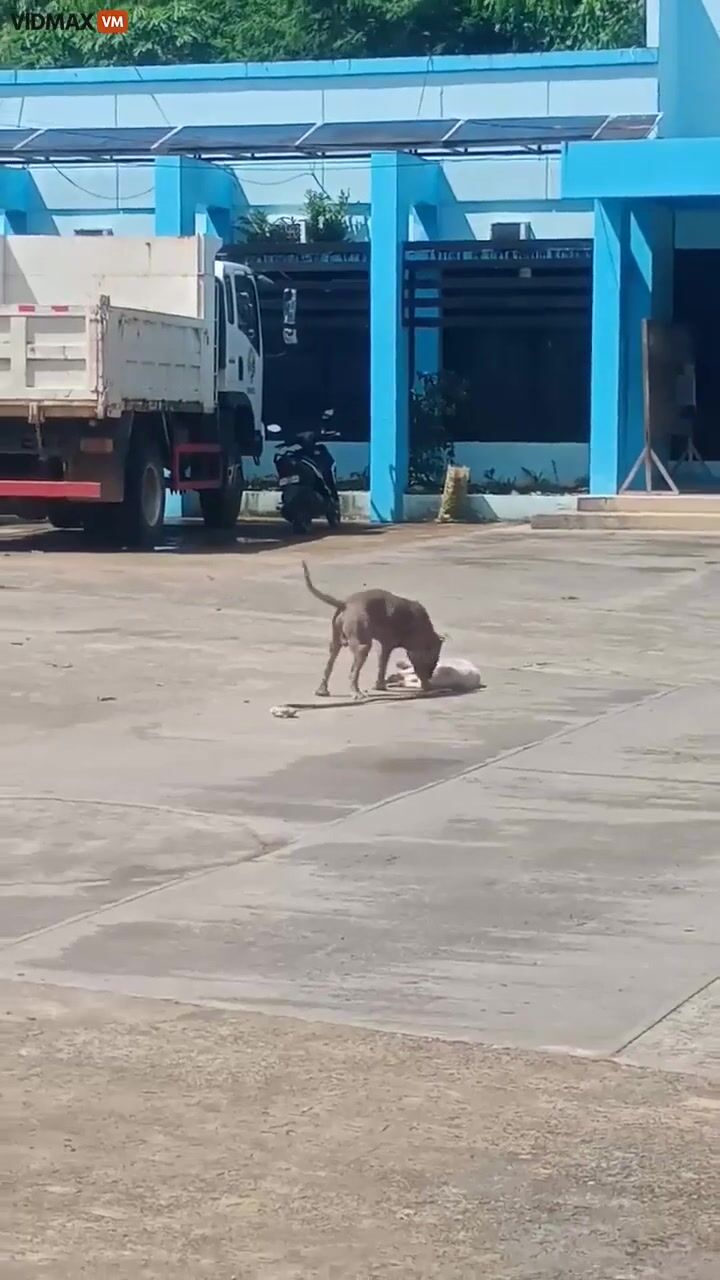 This Dog Puts on an Amazing Performance Playing Dead to Escape an Enemy Predator