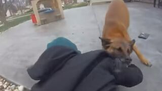 Vehicle theft suspect is taken down and bitten by K-9 in Ohio