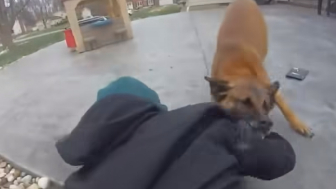 Vehicle theft suspect is taken down and bitten by K-9 in Ohio