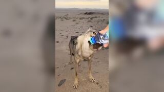 No Fear: Man Helps a Thirsty Coyote in the Desert
