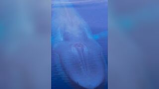 Epic Video shows how Giant the Blue Whale really is.....