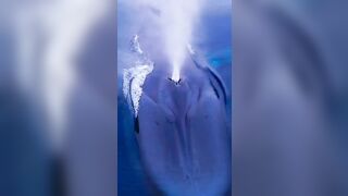 Epic Video shows how Giant the Blue Whale really is.....