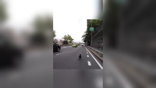 Man and his Dog: Dog runs loose in NYC streets as Panicked Owner Chases Him