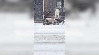 Just another day in Snowy Canada..... Lol