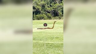 King Cobra says "Im not in the mood to deal with Golf Balls"
