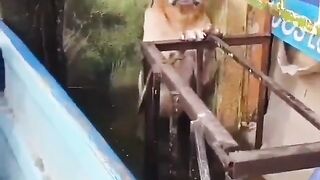 Dog looking at you to Rescue Him