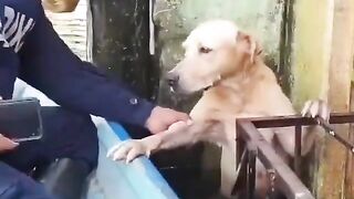 Dog looking at you to Rescue Him