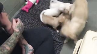 Sad Mama Dog is Reunited with Her Puppies for First Time since Birth