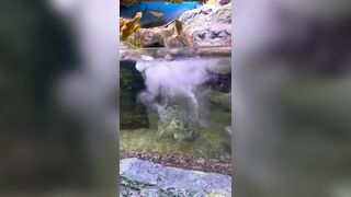 Genius Jumps into Giant Aquarium and Finds Out
