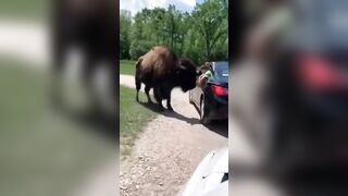 Kid hanging out the Window gets Violent Bull Horns to his Head