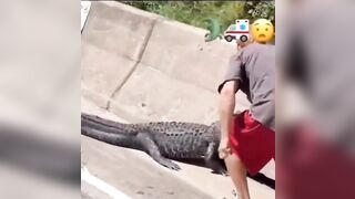 Tough Guy in Louisiana gets out of Car to Taunt Large Alligator..