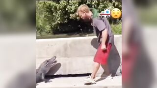 Tough Guy in Louisiana gets out of Car to Taunt Large Alligator..