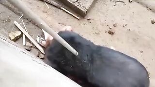 Man got too Close to Bear Exhibit and is Eaten Alive in Front of Family