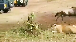 Male Lion has had Enough of this Waiting to Eat Crap...He shows Lioness how it's Done